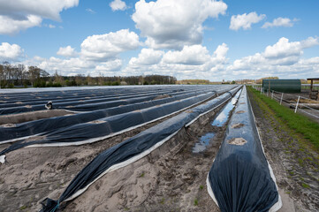 Agriculture in Netherlands, spring white asparagus fields covered with plastic film, landscape photo