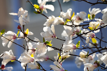 Blossom of white magnolia flowers