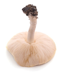 Wild amanita phalloides.