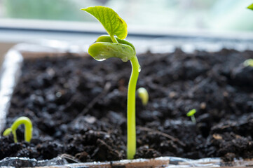 Germination of beans plants in early spring on  windowsill for planting in garden
