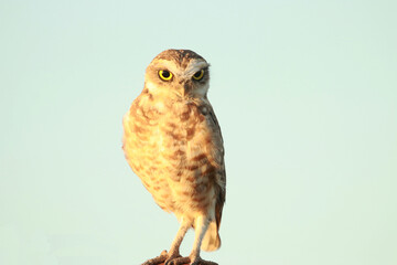 Barn owl showing its big eyes