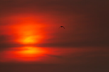Bird flying in a cloudy red sunset sky