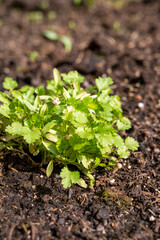 Botanical collection, young green aromatic coriander plant growing in garden