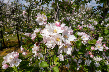 Spring pink blossom of apple trees on fruit orchards in Zeeland, Netherlands