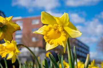 Spring in the city, blossom of yellow daffodils narcissus flowers in sunny day
