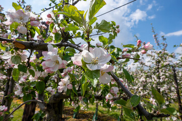 Spring pink blossom of apple trees on fruit orchards in Zeeland, Netherlands