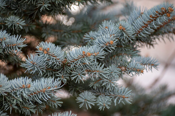 Naklejka na ściany i meble Blue spruce Picea pungens), also cogreen spruce or Colorado spruce with blue-green coloured needles coniferous tree