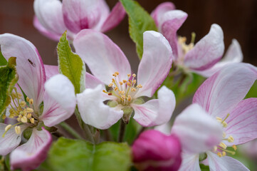 Obraz premium Spring pink blossom of apple trees on fruit orchards in Zeeland, Netherlands