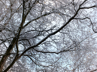 winter tree branches covered in snow against a blue sky