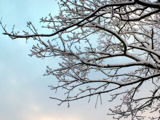 winter tree branches covered in snow against a blue sky