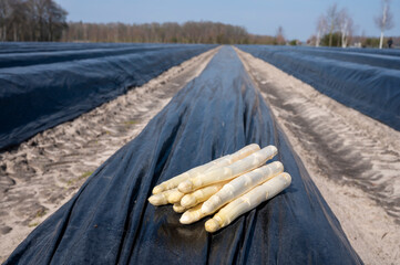 New harvest of white asparagus in Netherlands, bunch of picked asparagus on field covered with...