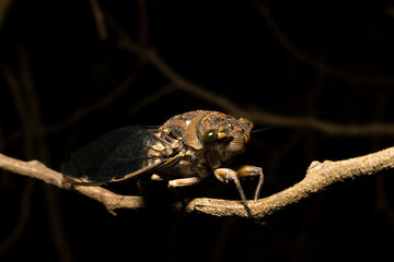 Details of a cicada perched on a branch