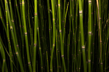 Green cane plant with black background