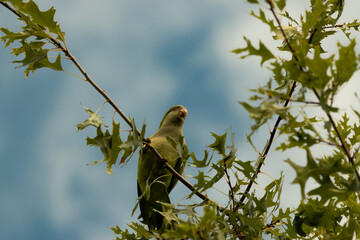 Green bird perched on a tree branch
