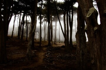 Obraz premium Path through Foggy Monterey Cypress Forest
