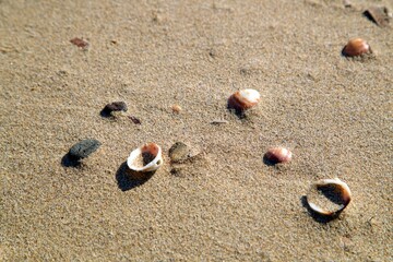 kleine Muschelschalen im Sand