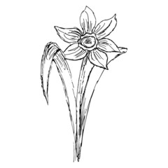 Obraz premium Freehand line art drawing of narcissus flower. Rough black and white vector sketch isolated on transparent background