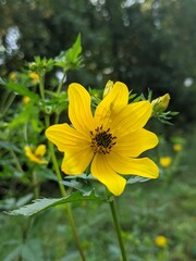 yellow flower in the garden