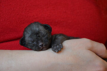 Devon Rex cat breed. Black kitten sleeps on the arm. Close-up on a red background.