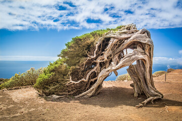 Vom Wind gebogener Wacholderbaum auf El Hierro, Kanarische Inseln


