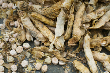 Already ripened and dried peas and husks from it closeup