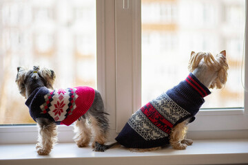 two yorkshire terrier dogs in winter christmas sweaters look out the window