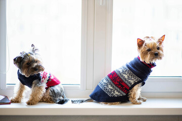 two yorkshire terrier dogs in winter christmas sweaters look out the window