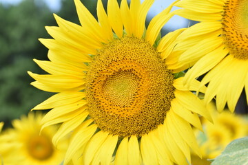 sunflower of sky