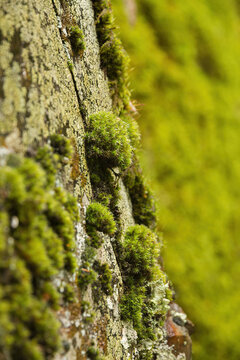 Moss and lichens on vertical rock 