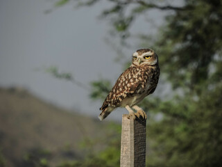 Tomas de Búho en la espera de su presa