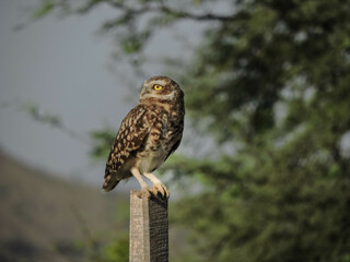 Tomas de Búho en la espera de su presa