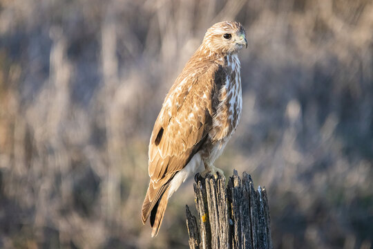 A Common buzzard (Buteo buteo) Perched. It is a medium-to-large bird of prey which has a large range. A member of the genus Buteo, it is a member of the family Accipitridae
