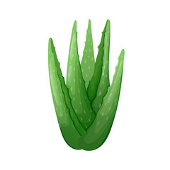 Isolated leaves of an aloe vera plant on a white background.
