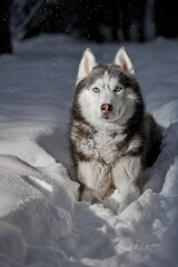 Night walk with a husky dog in a winter park. Light from a street lamp on the dog's face