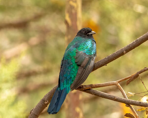 Eared Quetzal perched on branch in the Chiricahua Mountains 