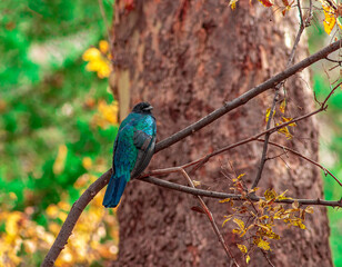 Eared Quetzal sitting in forest of the Chiricahua Mountains in Portal Arizona along Cave Creek Canyon 