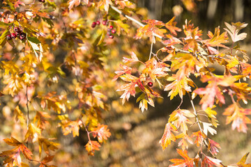 Red green colorful Japanese maple leaves twig with sunlight in autumn. Yellow red leaves on the trees against the blue sky.