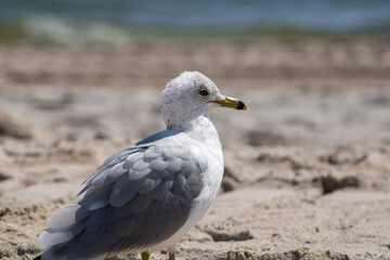 seagull on the beach