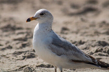 Fototapeta premium seagull on the beach