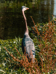 great heron