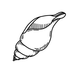 Vector illustration of Sea Shell in line art style. Drawing of Seashell for icon or logo. Sketch of Conch. Black and white colors