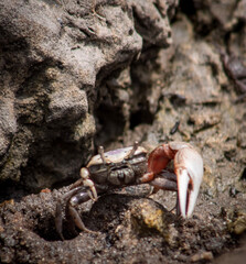 crab on the sand