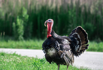 country in the field