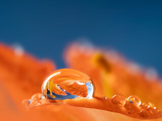flower and rain drops - macro photography