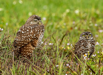 Pair of Burrowing owls sit outside burrow in Florida
