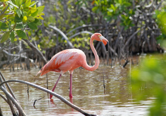 American Flamingo wading in the Mangroves of the Florida Keys 