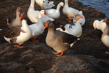flock of white geese entering the river