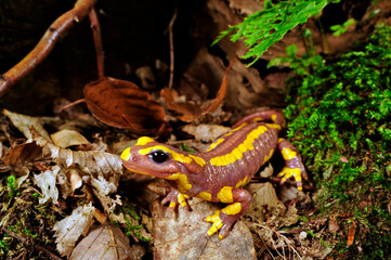 leuzistischer Feuersalamander // Leucistic Fire salamander (Salamandra salamandra)