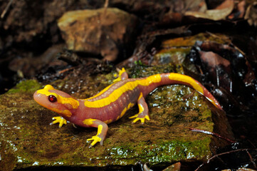 Feuersalamander // Fire salamander (Salamandra salamandra) - Albino