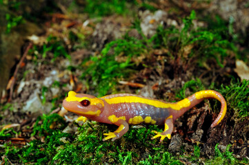 Albino Fire salamander // Albino Feuersalamander (Salamandra salamandra) 